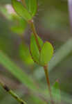 Fringed meadowbeauty